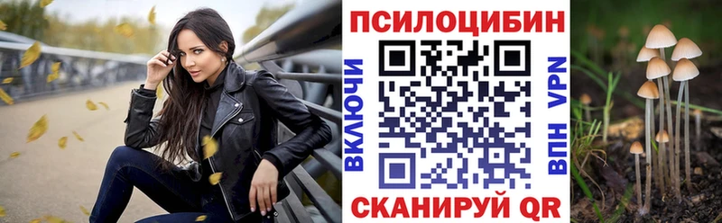 Галлюциногенные грибы Psilocybe  mega сайт  Курчалой  продажа наркотиков 